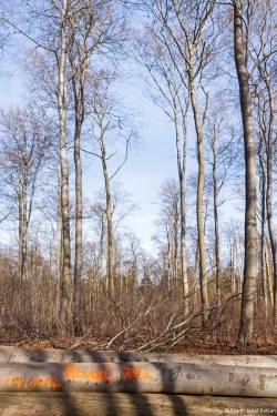 Großschirmschlag im FFH-Gebiet