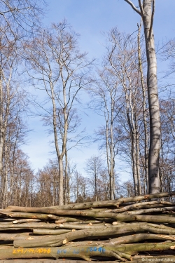 scheunentorgroße Lücken im Kronendach