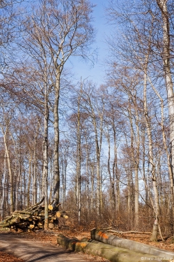 Holzpolter neben stark aufgelichtetem Buchenaltbestand