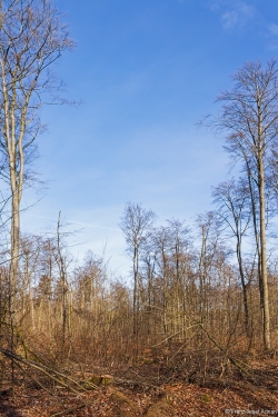 Endstation Buchenstangenholz