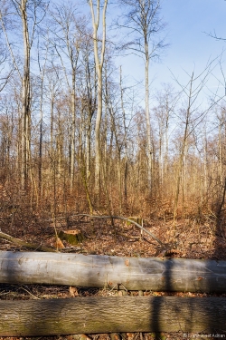 Überhälter im Buchenstangenholz