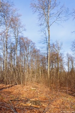 2 frische Stubben im Buchenstangenholz