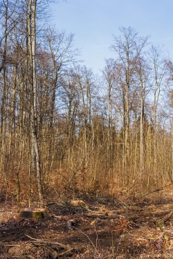 abstoßend häßlicher Försterwald