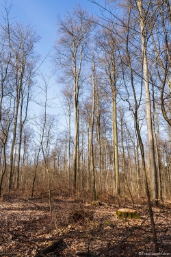 Femelhiebe im Buchenaltbestand