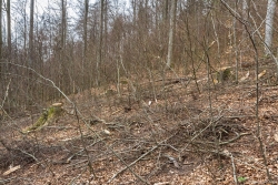 Schirmschlag_2_BaySF