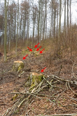 Schirmschlag_BaySF
