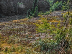 "eine Chance für typische Auenvegetation"
