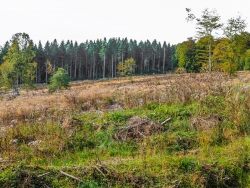 "Der zeitweise Anblick ist für manche Besucher irritierend." (Henning Walter, Nationalparkleiter)