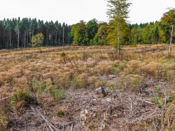 "Wiederentwicklung von Strukturvielfalt"
