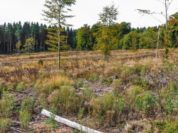 "Umwandlung in naturnahe Auenwälder"