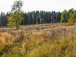 "naturnaher Waldlebensraum"