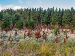 Wildschäden an Wiederaufforstung am Perlenbach