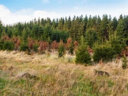 Wildschäden an Wiederaufforstung am Perlenbach