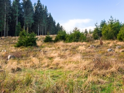 nicht wieder aufgeforsteter Kahlschlag am Perlenbach