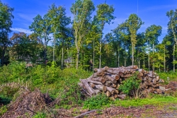Holzpolter an der Virchowstraße nach Räumung des Sturmwurfes