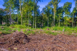 abgeholzter Wald, Blick nach Westen zur Randebrockstraße