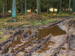 tiefe Bodengleise neben dem Forstweg