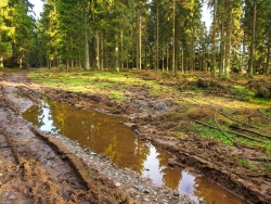 riesige Pfütze neben dem Forstweg