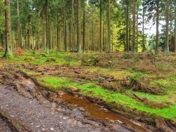 Bodengleise neben dem Forstweg