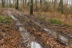Rückegasse B mit schwerem Bodenschaden (Grundbruch)