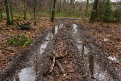 Rückegasse A mit schwerem Bodenschaden (Grundbruch)