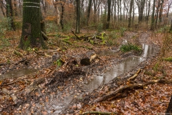 alte Eiche direkt an neuer Rückegasse B mit sichtbaren Rückeschäden am Stammfuss