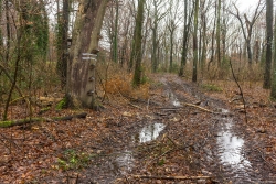 links: Zunderschwammbuche neben neuer Rückegasse