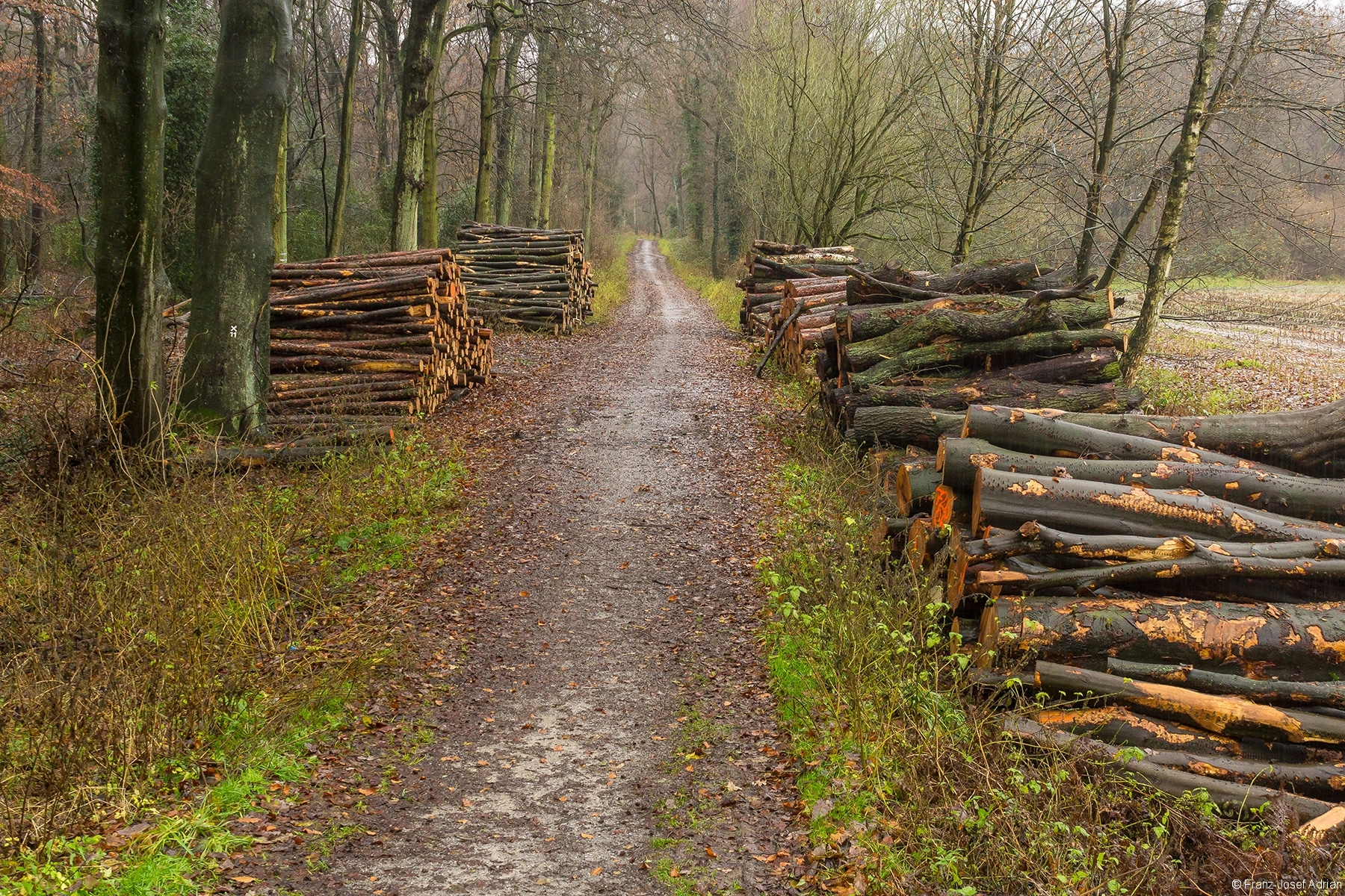 Gesamtansicht der Holzpolter am Schlehenkamp