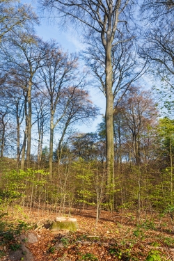 Stubben einer gesunden alten Buche