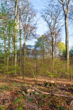 Ersetzen von Altbuchen durch Buchenplantage