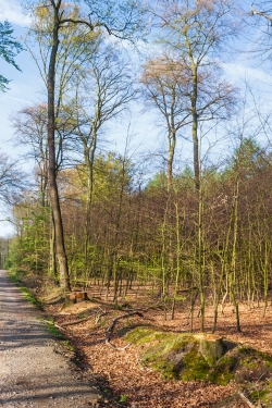 fast alle Altbuchen am Wegrand wurden gefällt