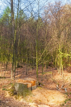übrig bleiben Plantagen mit künstlichen angepflanzten Jungbuchen