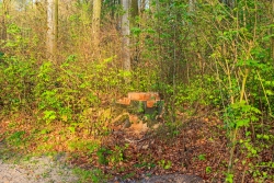 Buchenstubben am Wegrand
