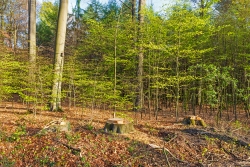 3 Stubben direkt nebeneinander