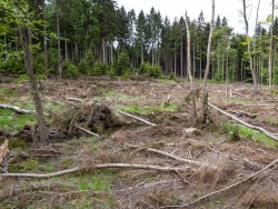 Astabfälle und Fichtenstämme auf der Kahlfläche