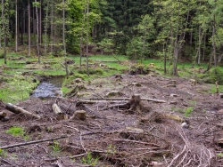 Astabfälle bedecken den Autenboden