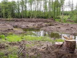 von Fichten freigestellte Waldfläche