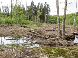 von Astabfällen bedeckter Auenboden