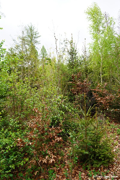 Klimaresilienter-Mischwald-1