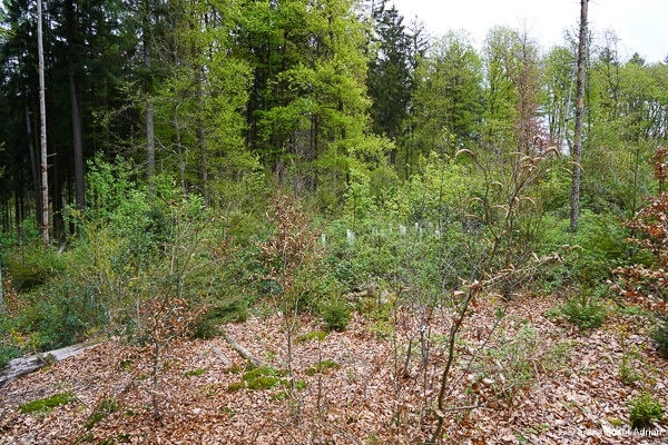 Klimaresilienter-Mischwald-10