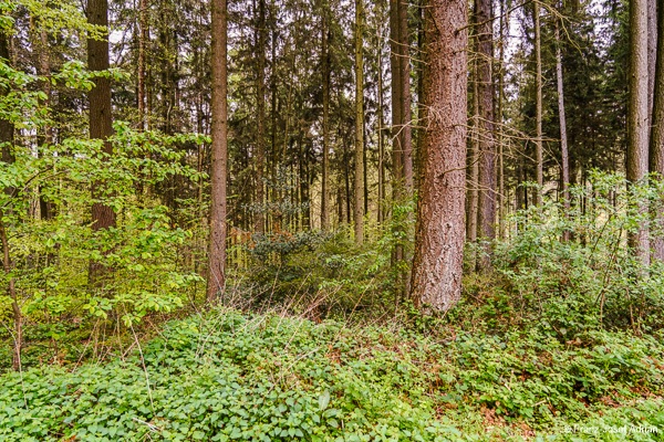 Klimaresilienter-Mischwald-11