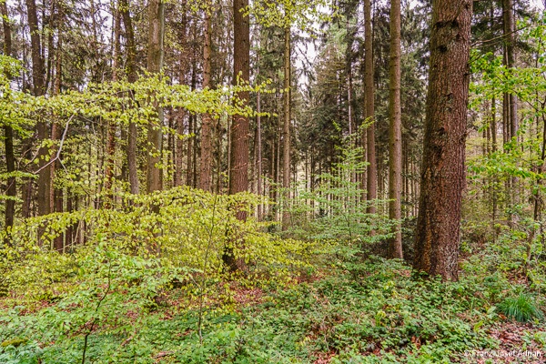 Klimaresilienter-Mischwald-12