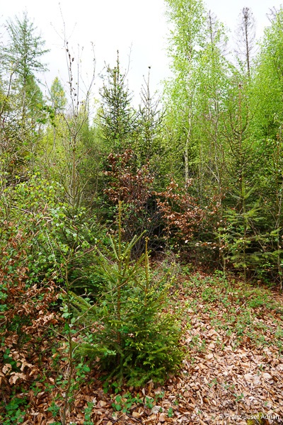 Klimaresilienter-Mischwald-2