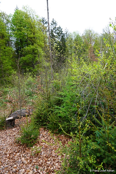 Klimaresilienter-Mischwald-3
