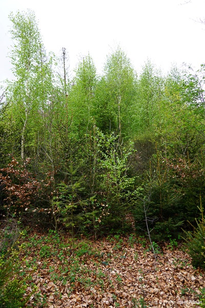 Klimaresilienter-Mischwald-4