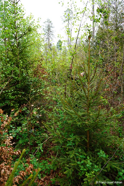 Klimaresilienter-Mischwald-5