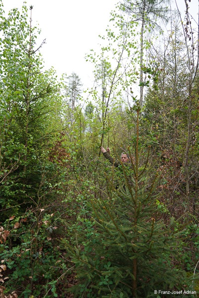 Klimaresilienter-Mischwald-6