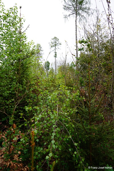 Klimaresilienter-Mischwald-8