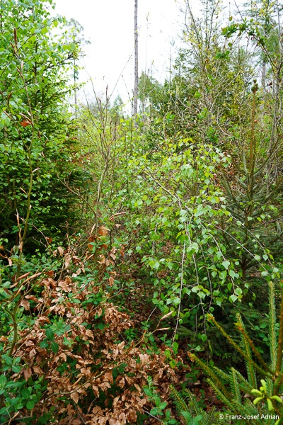 Klimaresilienter-Mischwald-9