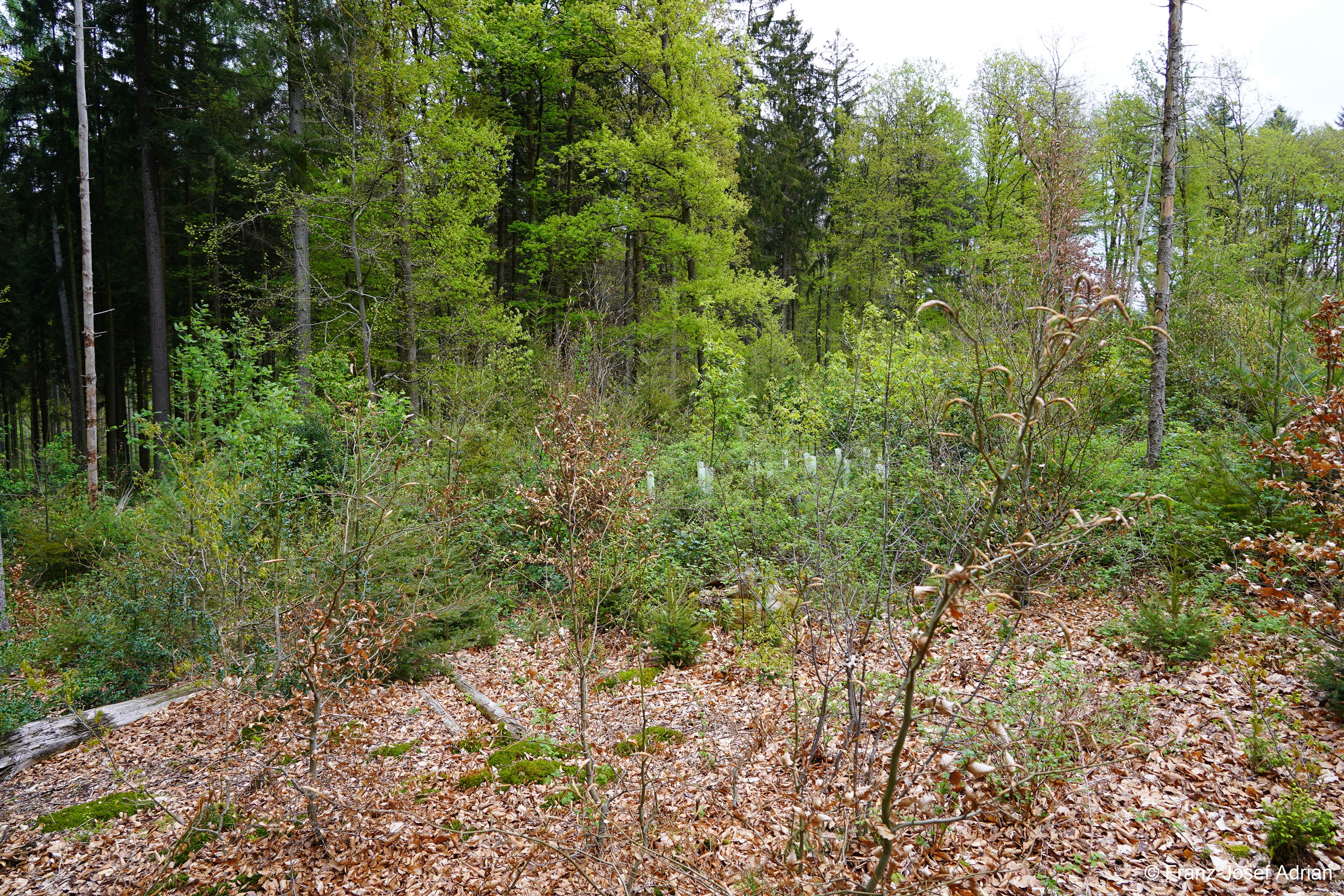 Klimaresilienter-Mischwald_4K-10